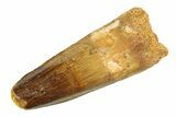Fossil Spinosaurus Tooth - Feeding Worn Tip #354727-1